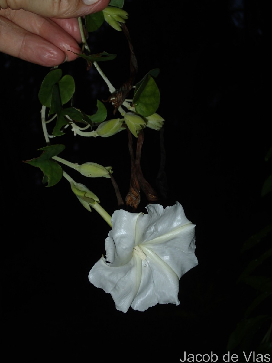 Rivea wightiana R.R.Mill